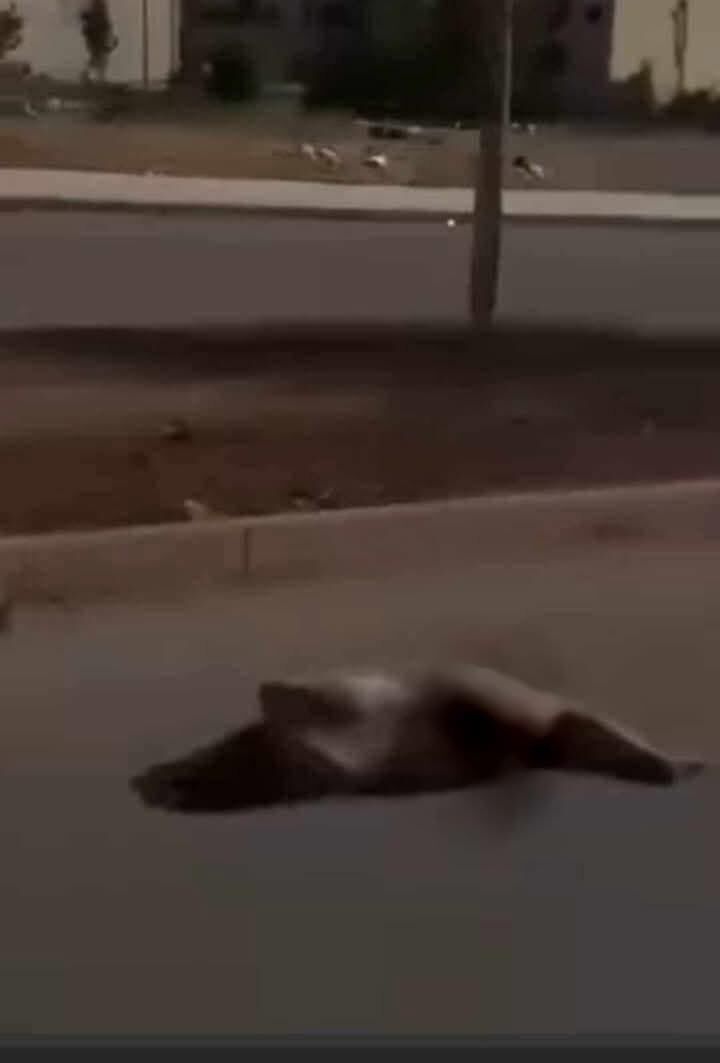 KADIN, NAMUS VE TOPRAK (Zeliha Altuntaş)